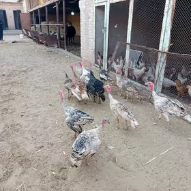 авган индулар