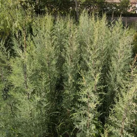 Yolkalar Ёлка Arizona Kiparis