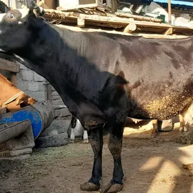 Саглык сыгыр