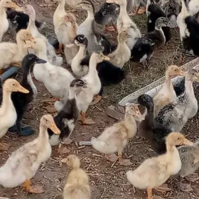 ördek ýaşylbaş jüýje