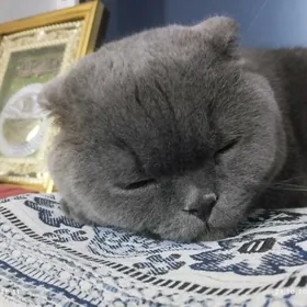 Shotland yatyk gulak pisigi