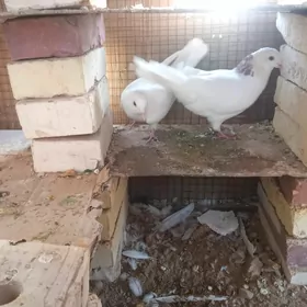 🪽️kepderi ️🪽