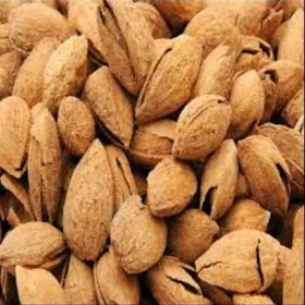 badam nahal Nonparail