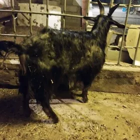 Bakylan işşek çewiş