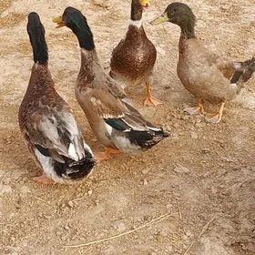 ýaşyl baş ördek gaz