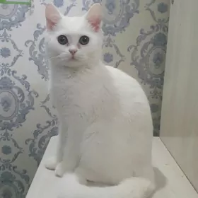 Шотландский вислоухий