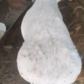 ак кочкар  бичикли