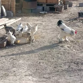 Балгар Хораз ве товуклар.