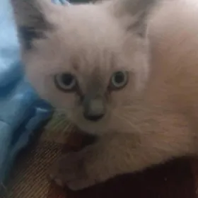 кошкакошкакошка кошка