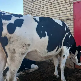 GALEŞTEÝIN BOGAZ SYGYR