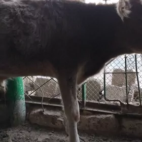 OKÜZ ŞWES TOHIM MAL