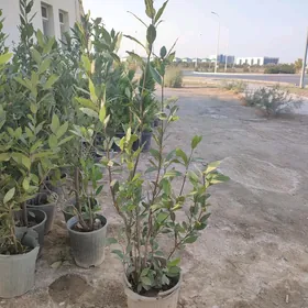 lawrowy list laurowy