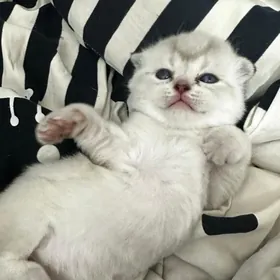 вислоухие котята