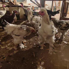 Хораз хер хили