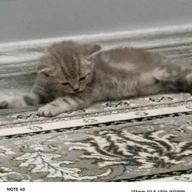 Sotlanskiy pryamauska