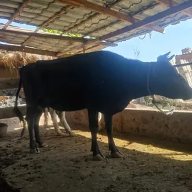 cornypyostyr goleli sygyr