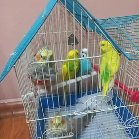 папугай маленький большие