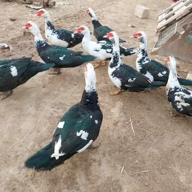 indawutga gaz ördek