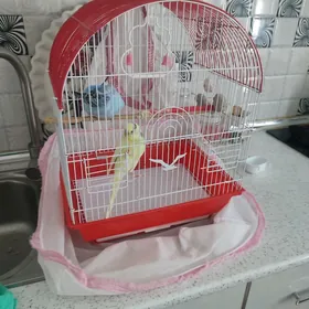 POPUGAY  2  SHTUK  SETKA 