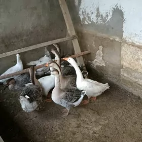 Gus Martini paroda  9ay