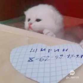 шотландские котята