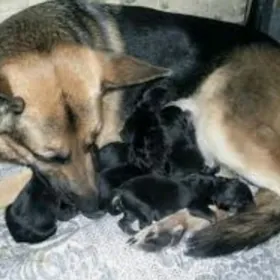 Афчарка Чага