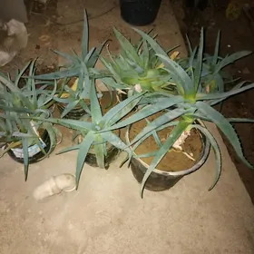 Цветок алоэ