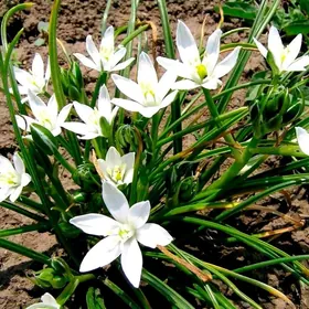 Птицемлечник