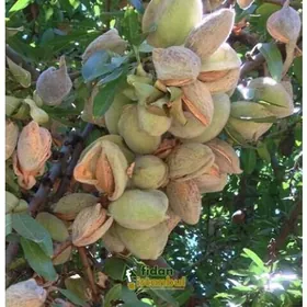 Sortowoy Badam nahaly