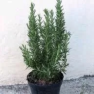 Розмарин-Rozmarin