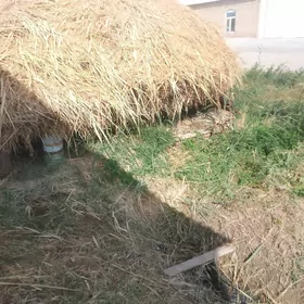 Ot ÿorunja bilen garylan haşal