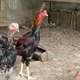 ташкент хораз