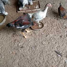 баец хораз товук