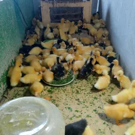 Ordek yashil bash gak gak