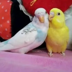 Popugay gus imleri setklary