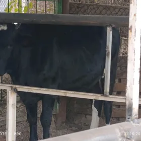 Cýorniý pýostura Bogaz