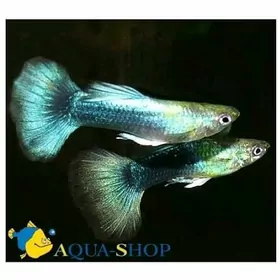 Akwarum balygy Guppi