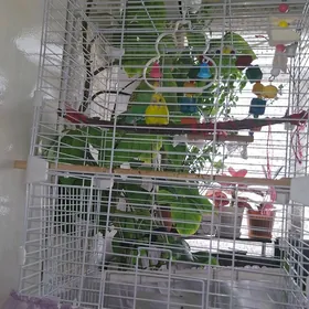 попугаи с клеткой