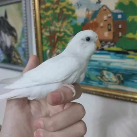 домашние животные