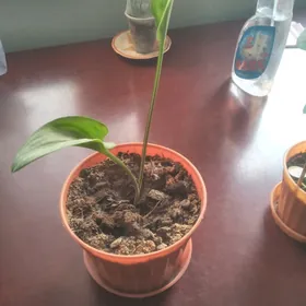 Цветы комнатные