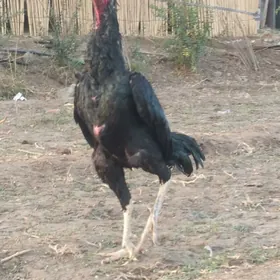 Garlawaç baýes linýa horaz