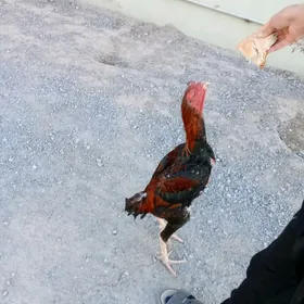 Taşkent horaz abmen bar