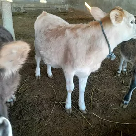 Göle tüwe 7 Aýlyk