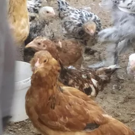 Towuk Horaz Jüyjeler