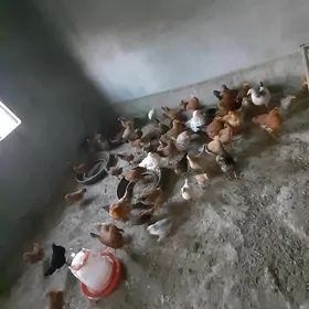 juyje 3-4 ay juyjeler 25 manat