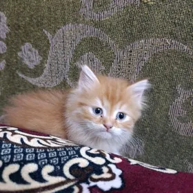 шатланский кошка