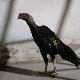 KERKİDEN GELEN HORAZ