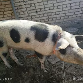 донуз хырекдонуз хырек