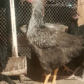 Gigant towuklar we jersi horaz