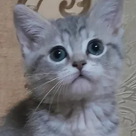 шотландский шиншилла